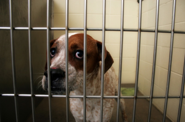 California animal shelters in crisis