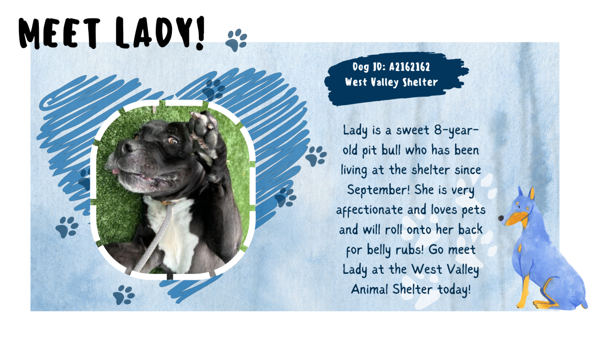 Meet Lady from the West Valley Animal Shelter