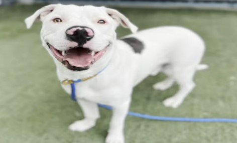 Potential budget cuts place Los Angeles animal shelters in jeopardy